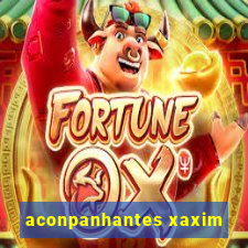 aconpanhantes xaxim